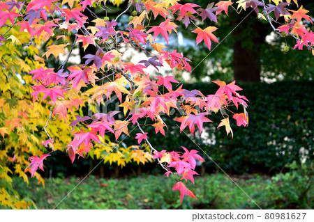 Autumn leaves of Momigiba Fut Autumn leaves of Momigiba Fut 80981627