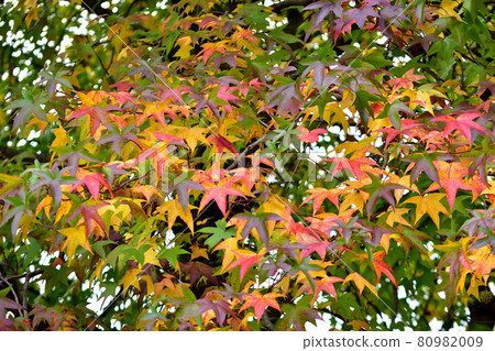 Autumn leaves of Momigiba Fut 80982009