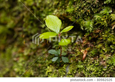 長到粘在苔蘚岩石表面的小樹芽 長到粘在苔蘚岩石表面的小樹芽 80982026