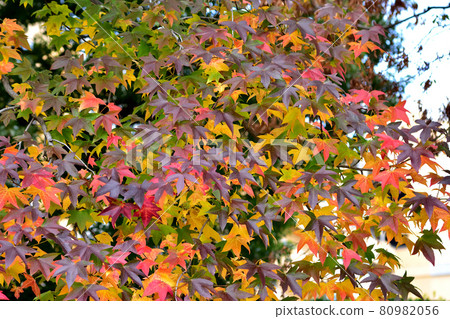 Autumn leaves of Momigiba Fut Autumn leaves of Momigiba Fut 80982056