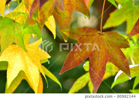 Autumn leaves of Momigiba Fut 80982144