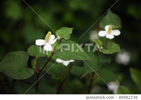 魚腥草白花盛開 80982236