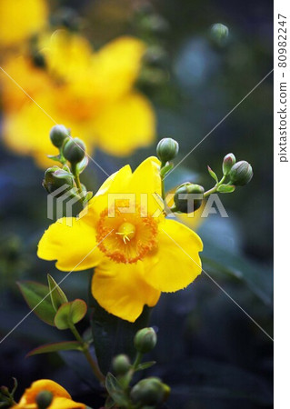 雨後金絲桃花開 80982247