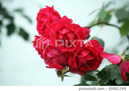 雨後紅玫瑰盛開 80982249