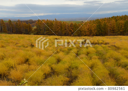 深秋的北海道美瑛 深秋的北海道美瑛 80982561