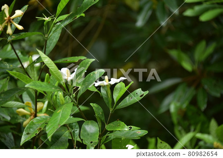 Tropical flowers 80982654