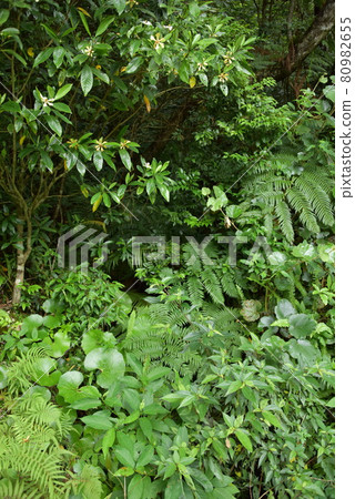 Subtropical bush 80982655