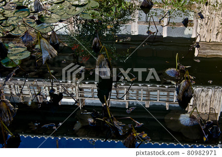 荷塘倒影的古民居 80982971