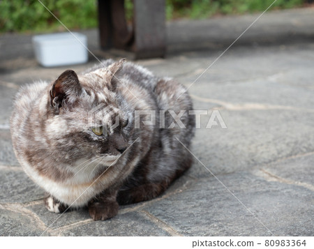 黑白銹紋流浪貓 黑白銹紋流浪貓 80983364