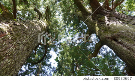 夏季和歌山熊野古道大門坂 80983697