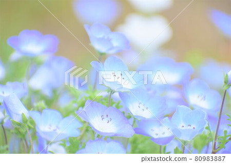 Small flowers blooming in spring Small flowers blooming in spring 80983887