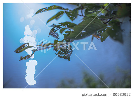 清晨的陽光 清晨的陽光 80983932