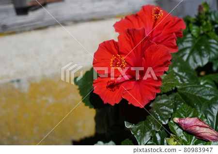 Hibiscus (Shoeblackplant) 80983947