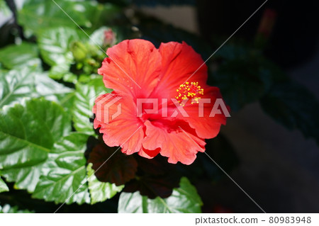 Hibiscus (Shoeblackplant) 80983948