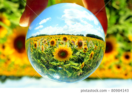 水晶中的小世界向日葵田 水晶中的小世界向日葵田 80984143