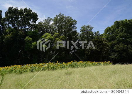 Sunflower sunflower field sunflower sunflower field sunflower sunflower sunflower blue sky summer copy space park Sunflower sunflower field sunflower sunflower field sunflower sunflower sunflower blue sky summer copy space park 80984244