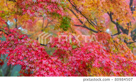 秋葉文字空間背景素材 80984507