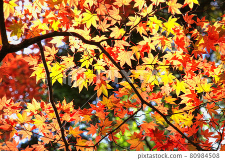 Chicken legs 80984508