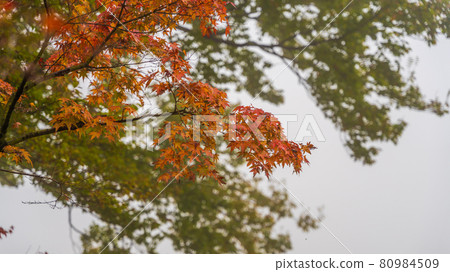 Autumn leaves text space background material 80984509