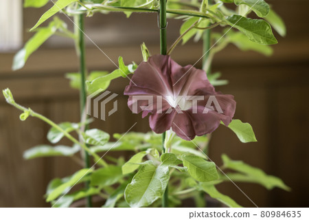 Change morning glory 549 Change morning glory 549 80984635