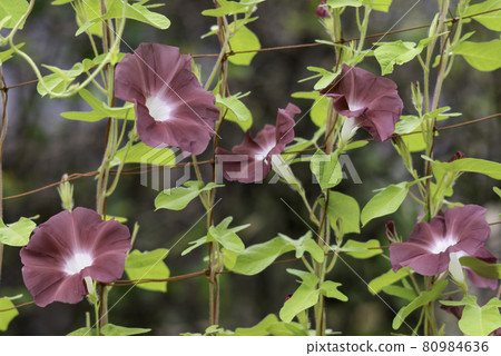 Change morning glory 550 80984636