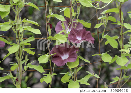 Change morning glory 552 80984638