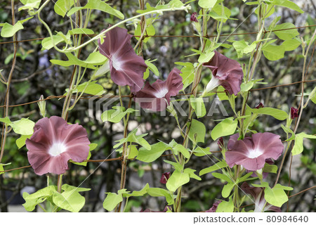 換牽牛花554 換牽牛花554 80984640