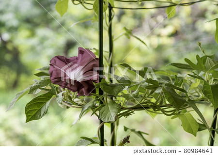 換牽牛花555 換牽牛花555 80984641