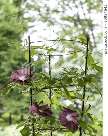 換牽牛花556 80984642