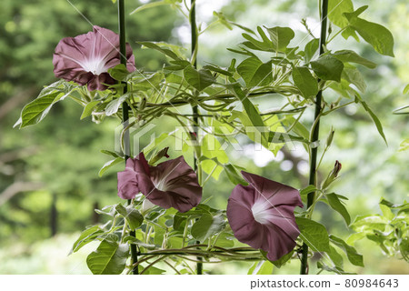 換牽牛花557 換牽牛花557 80984643