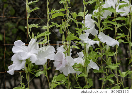 換牽牛花560 80985155