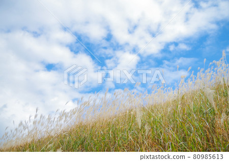 Japanese pampas grass and clear sky that feels autumn Japanese pampas grass and clear sky that feels autumn 80985613