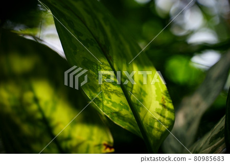 照亮植物葉子的蓬鬆光 80985683