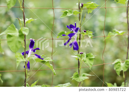 Change morning glory 570 Change morning glory 570 80985722