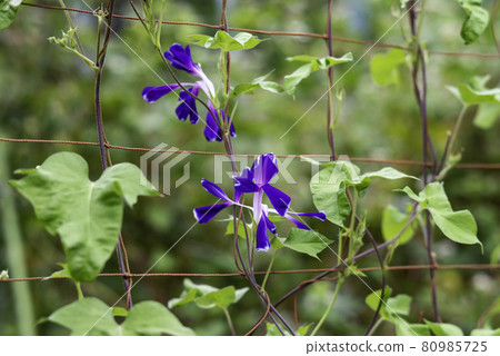 Change morning glory 573 80985725