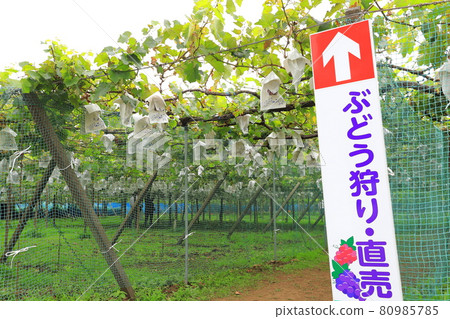 穩步增長的葡萄園的風景 80985785