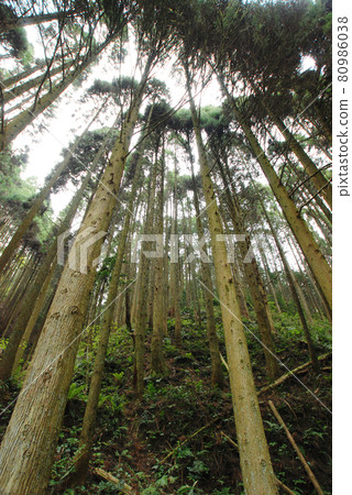 Beautifully planted cedar forest Beautifully planted cedar forest 80986038