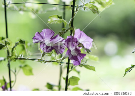 Change morning glory 585 Change morning glory 585 80986083