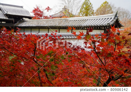 楓葉名勝,京都的寺廟 楓葉名勝,京都的寺廟 80986142