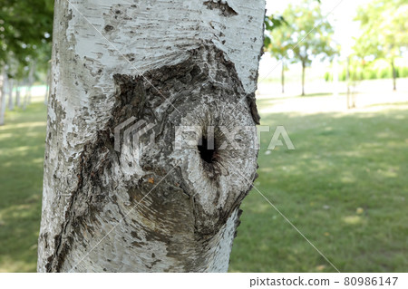樺木，樺木，樹，樹，北海道，樹皮，綠色，新鮮的綠色，自然，植物，樺木，公園，花粉 80986147
