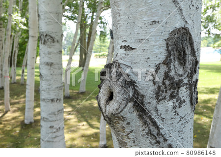 樺木，樺木，樹，樹，北海道，樹皮，綠色，新鮮的綠色，自然，植物，樺木，公園，花粉 80986148