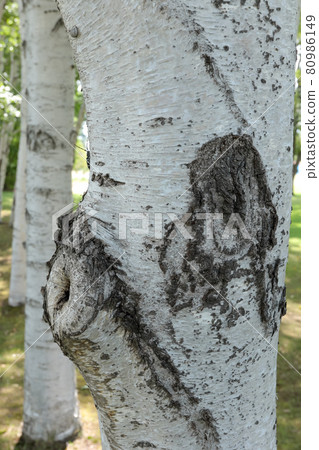 Birch, birch, tree, tree, Hokkaido, bark, green, fresh green, nature, plant, birch, park, pollen 80986149
