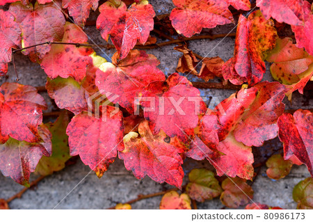 Autumn leaves ivy 80986173