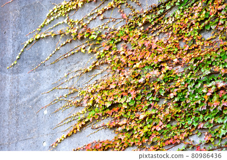 Autumn leaves ivy 80986436