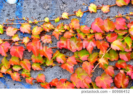 Autumn leaves ivy Autumn leaves ivy 80986452