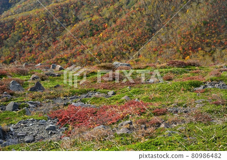 茶臼山南側、日之出平東側的紅葉林 80986482
