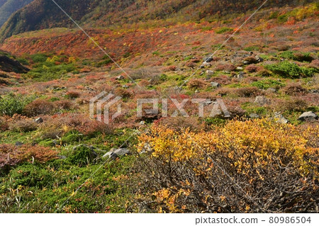 Forest of autumn leaves on the south side of Mt. Chausu and the east side of Hinodedaira 80986504
