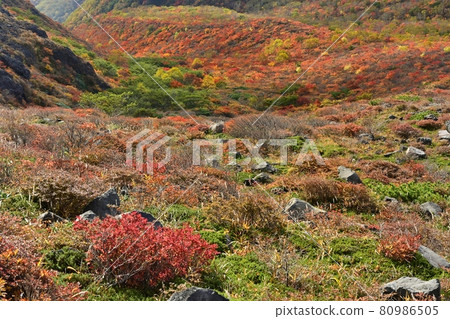 Forest of autumn leaves on the south side of Mt. Chausu and the east side of Hinodedaira 80986505