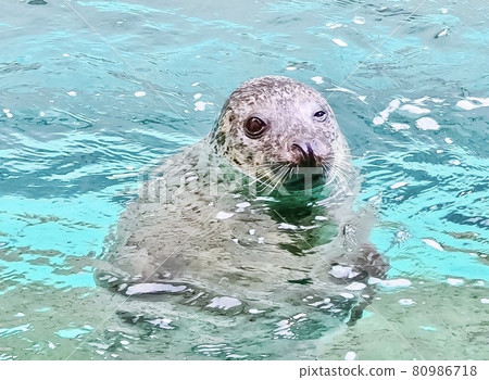 Winking seal 80986718