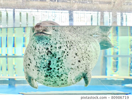 Sleeping seals 80986719